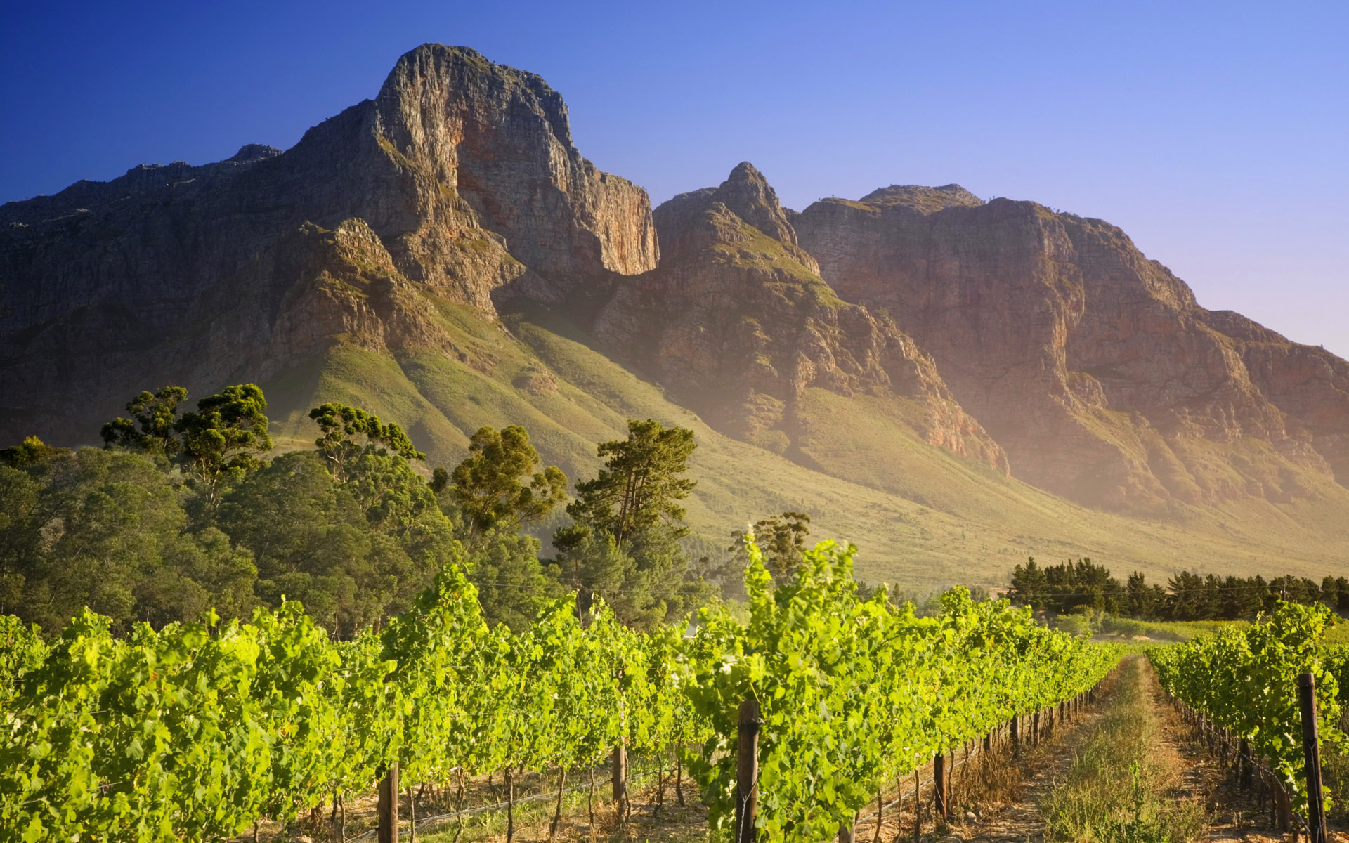 vineyards wallpaper download