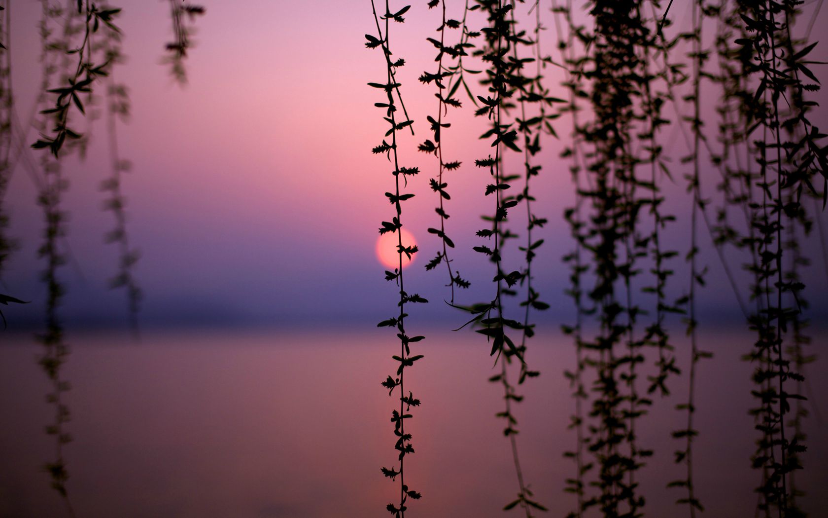 Sensual Sunset wallpaper download