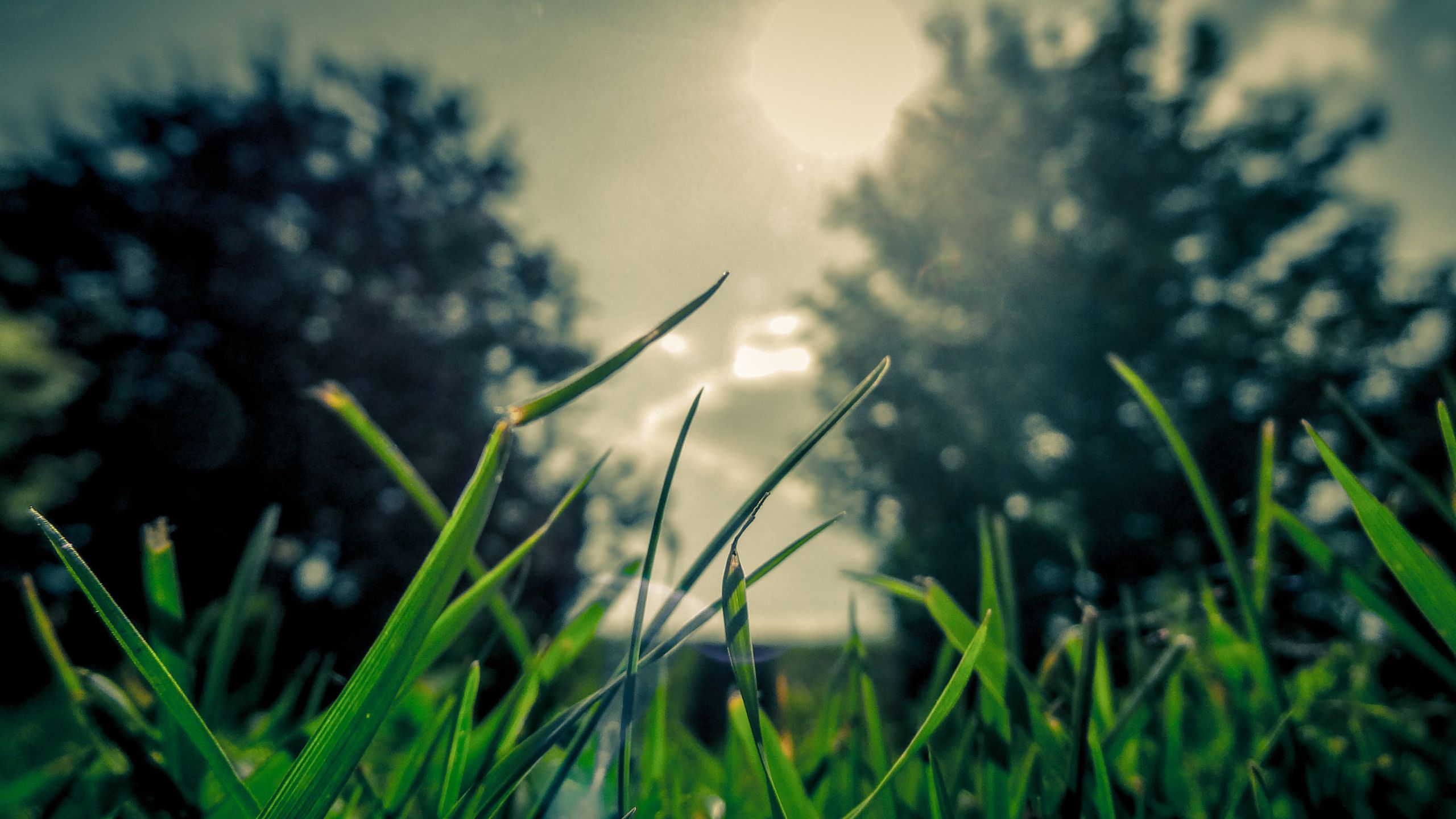 grass sun By VectorBeast wallpaper download