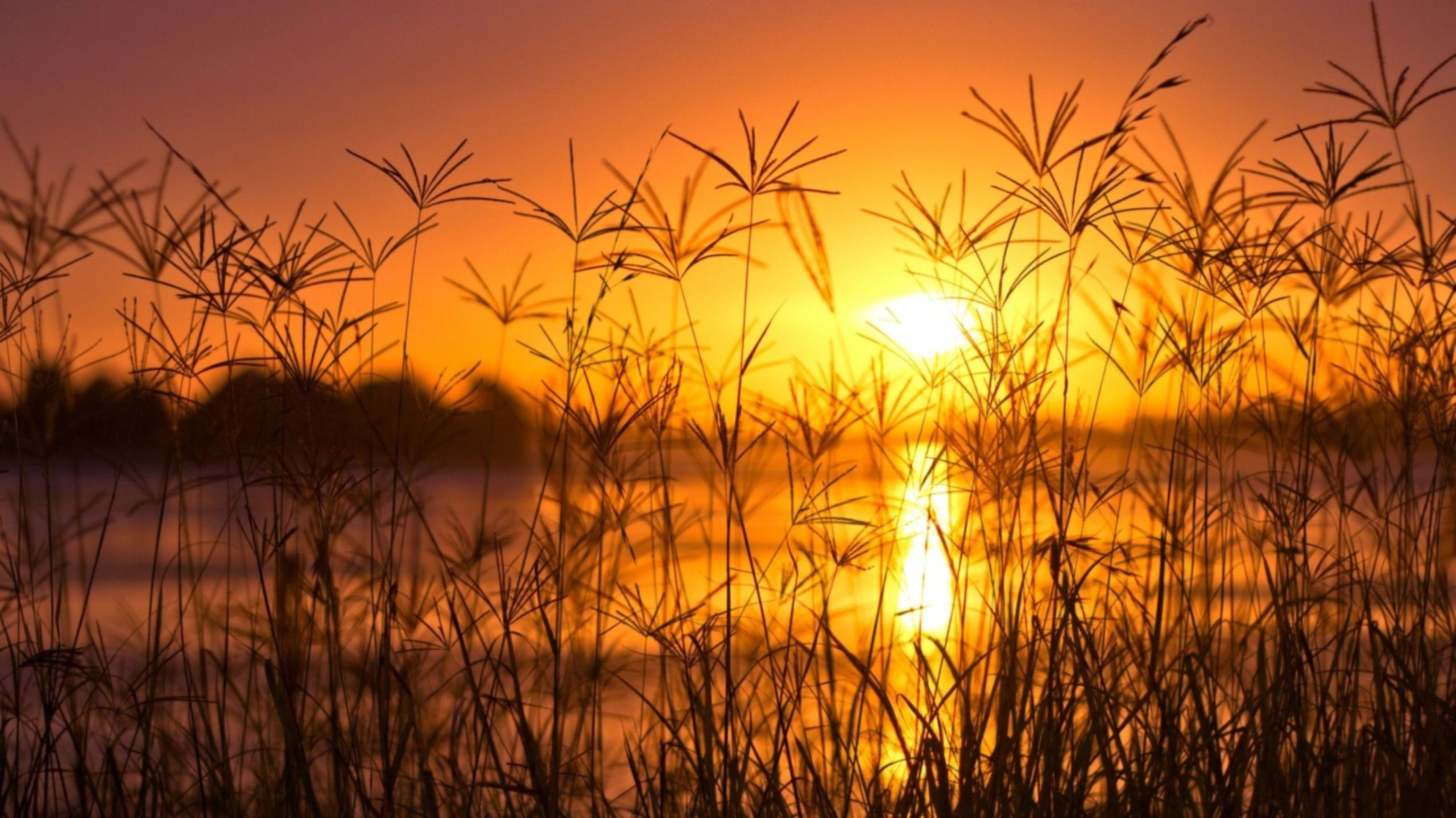 Sunset Light Summer wallpaper download