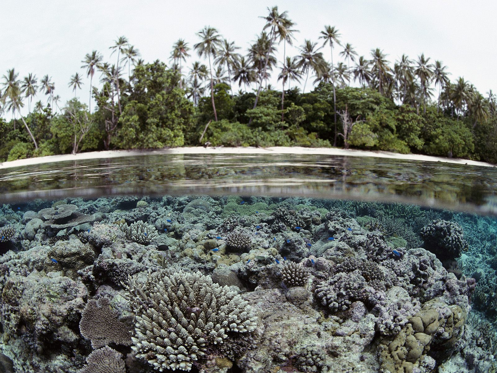 Coral Reef, Solomon Islands wallpaper download