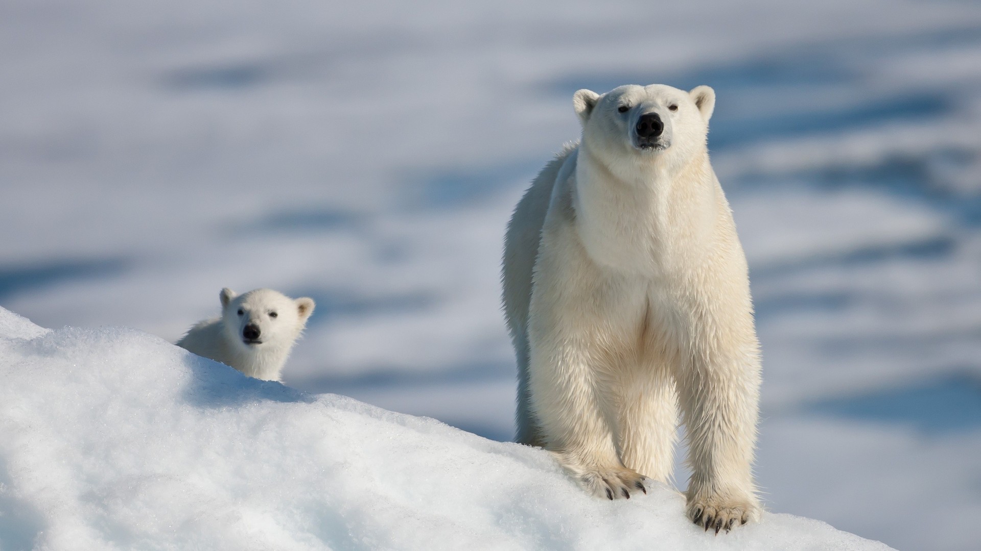 polar bear wallpaper download