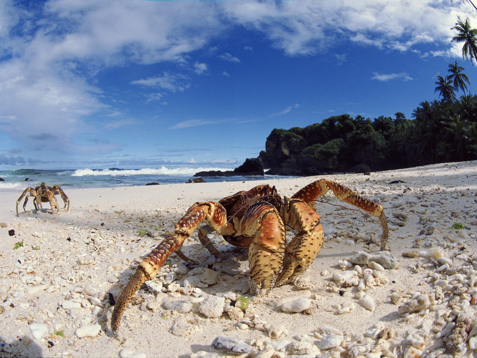 Coconut Crabs, Christmas Island wallpaper download