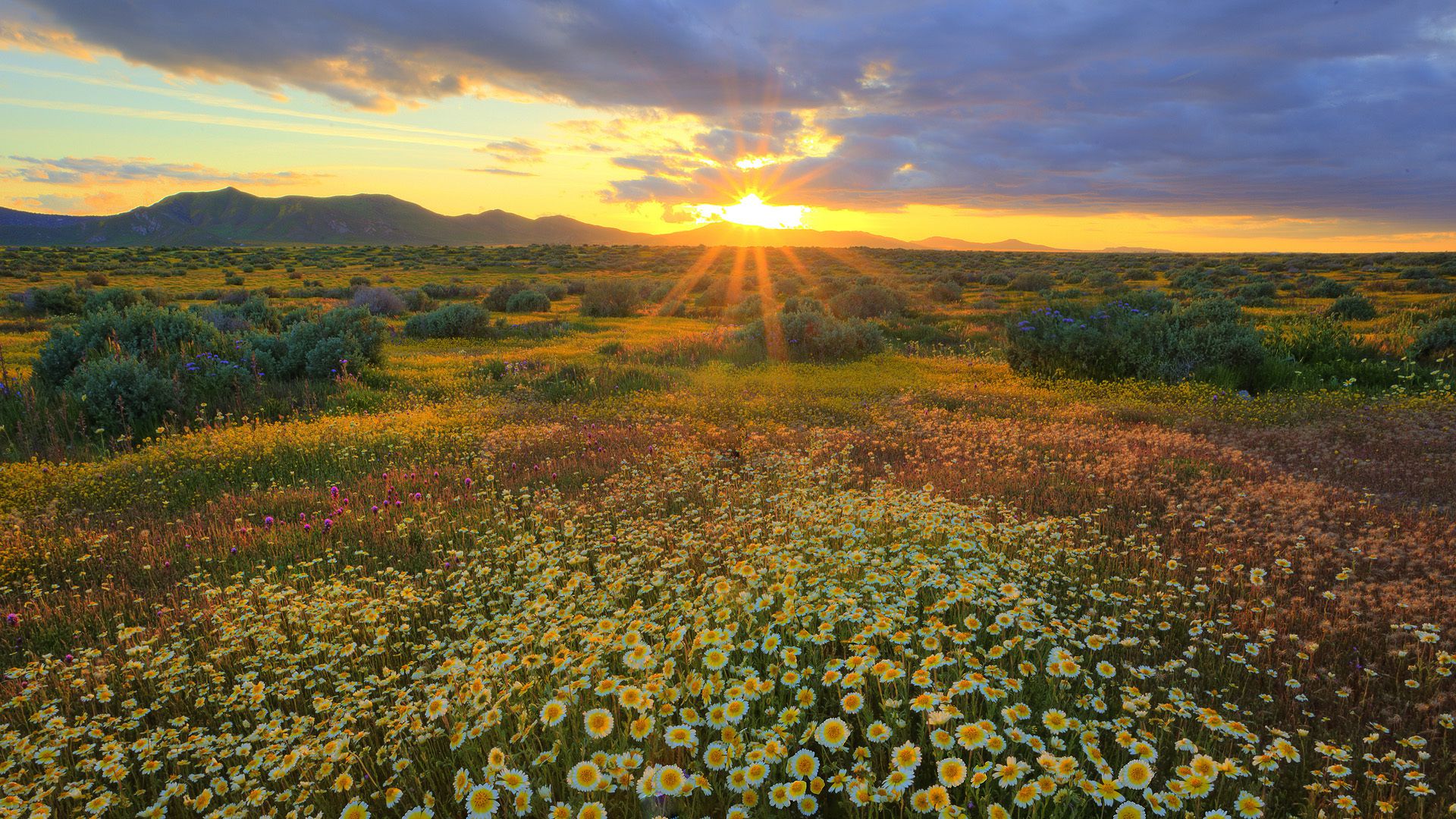 field sunrise wallpaper download