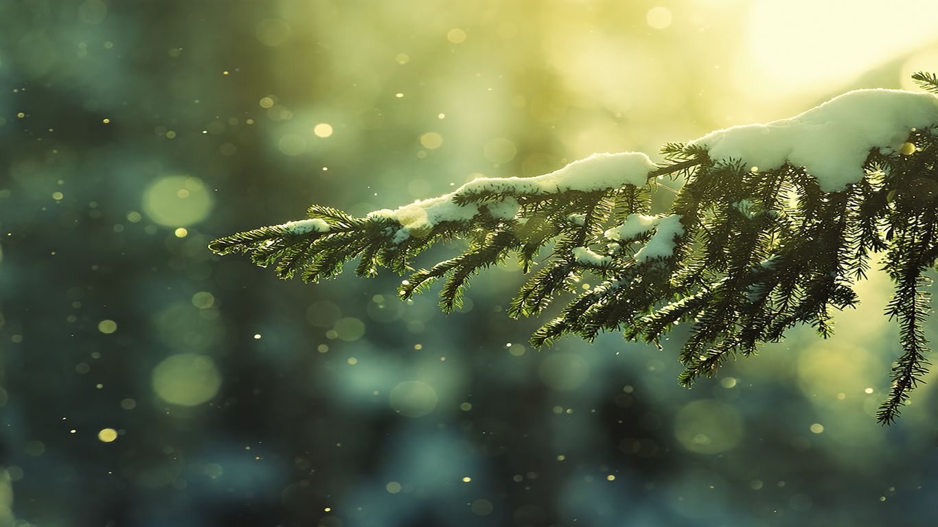 Snow On Branch wallpaper download