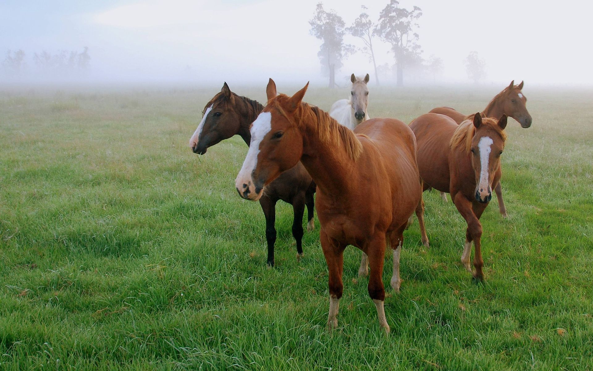 Grazing of Horses wallpaper download