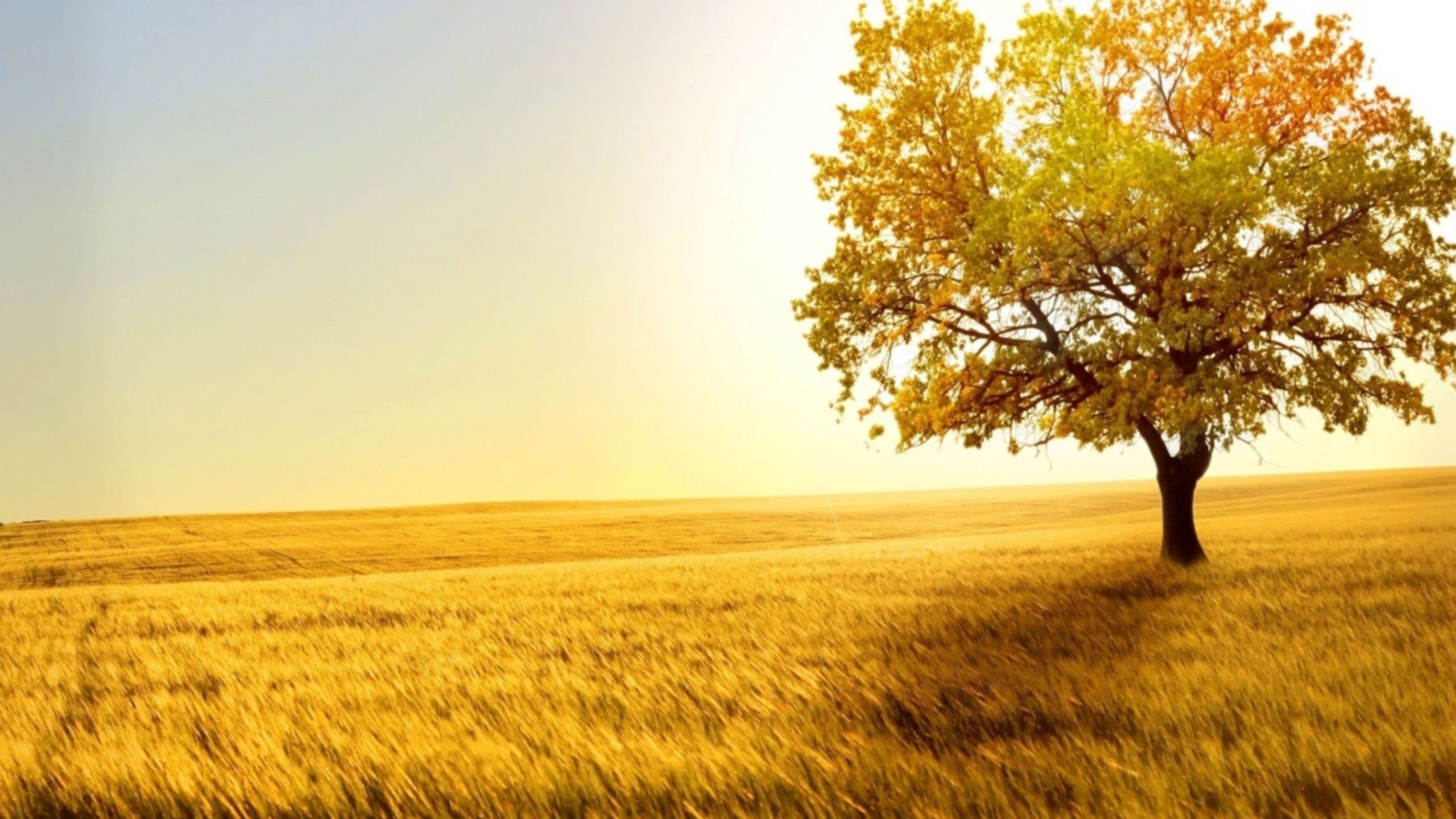 Tree in field wallpaper download