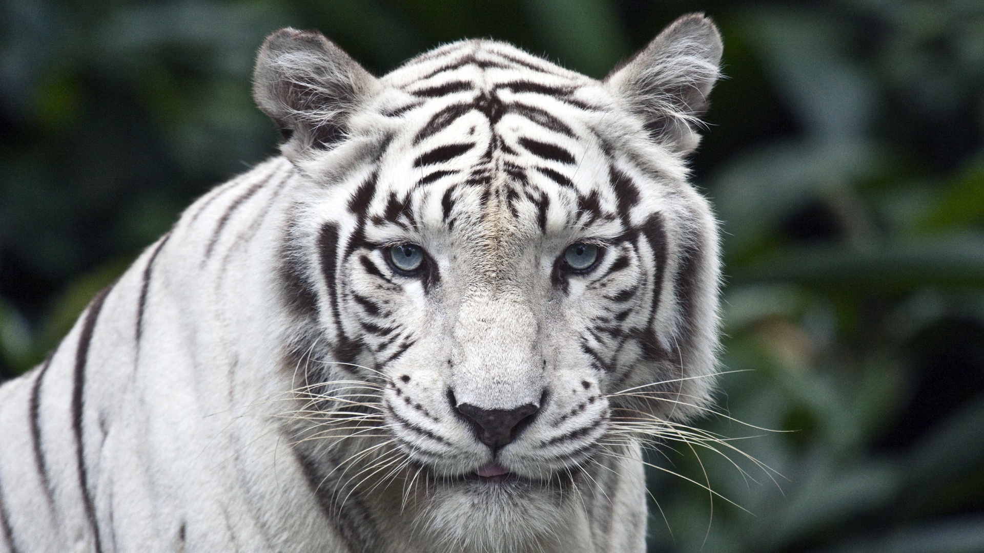 White tiger wallpaper download