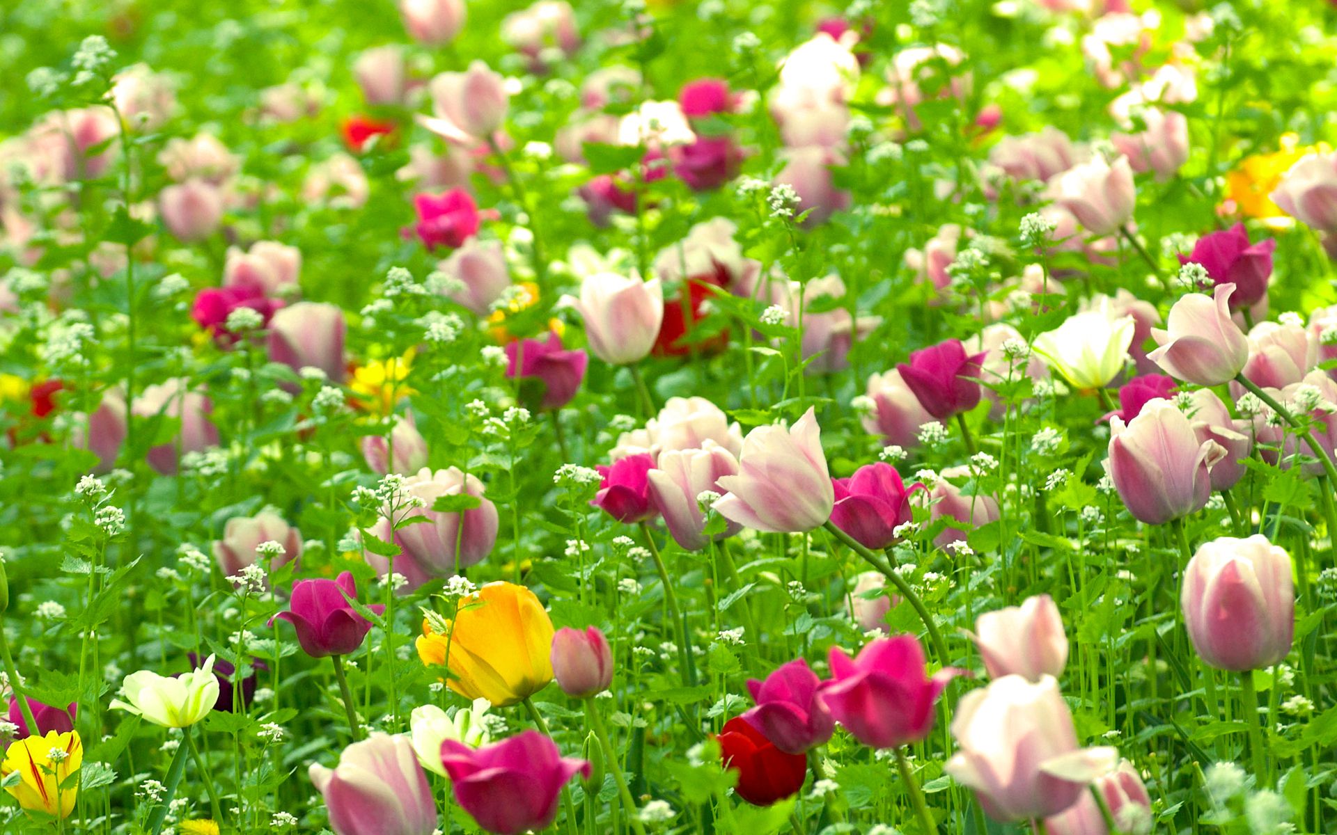 Colorful Tulips wallpaper download