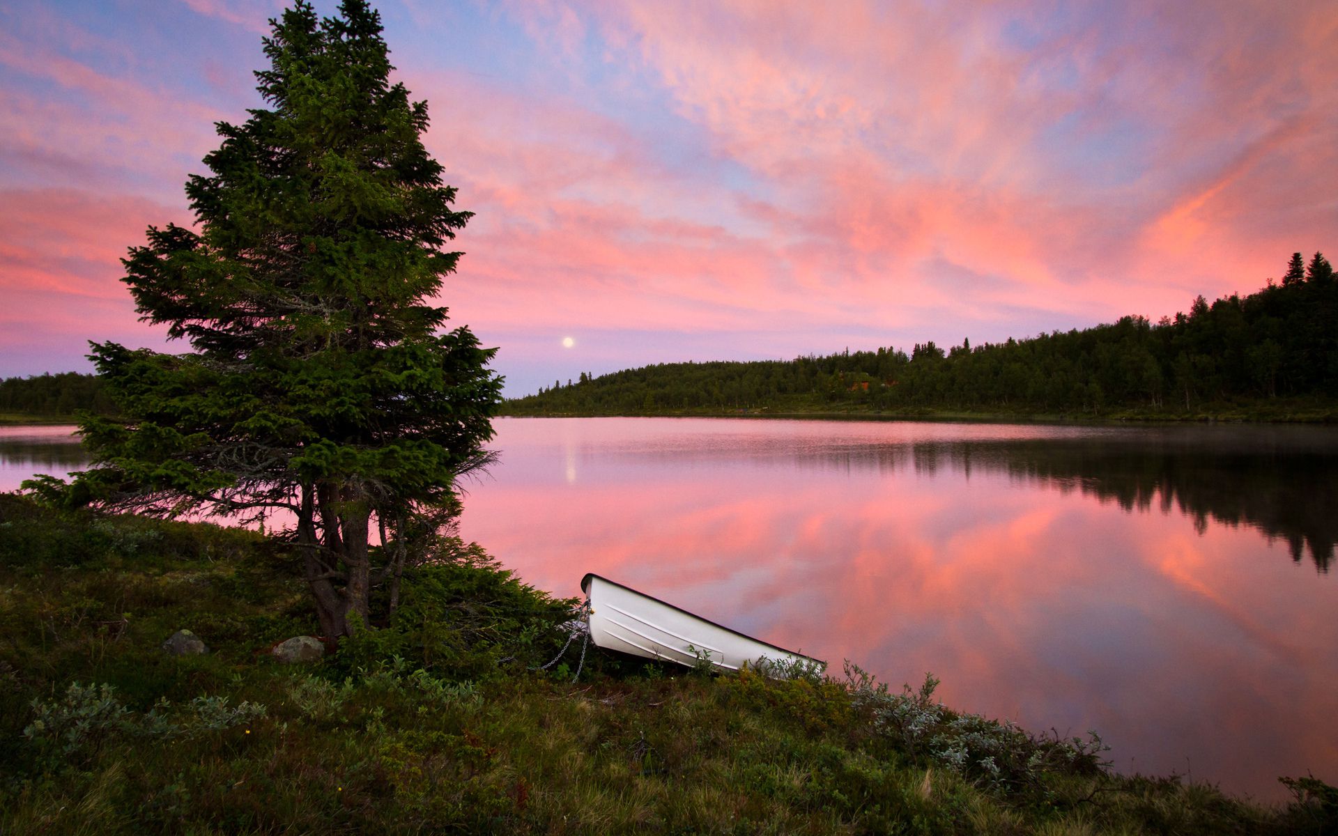 Green Tree in Pink Sunset wallpaper download