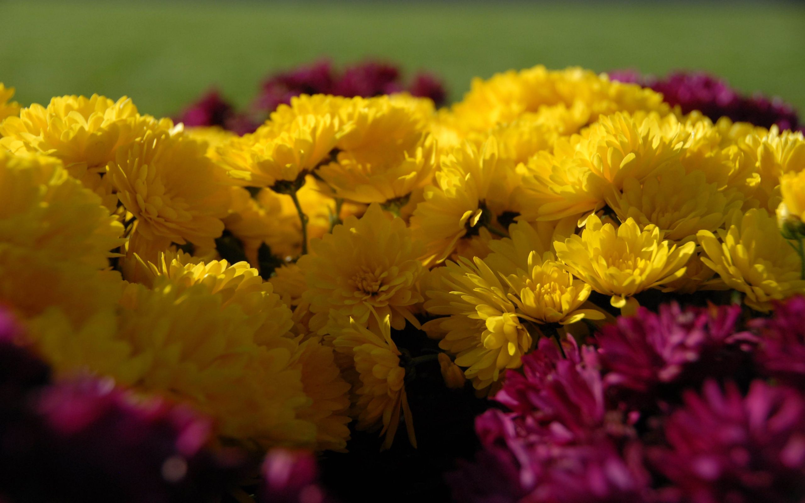 Chrysanthemums in the sunset by Max Moreira wallpaper download