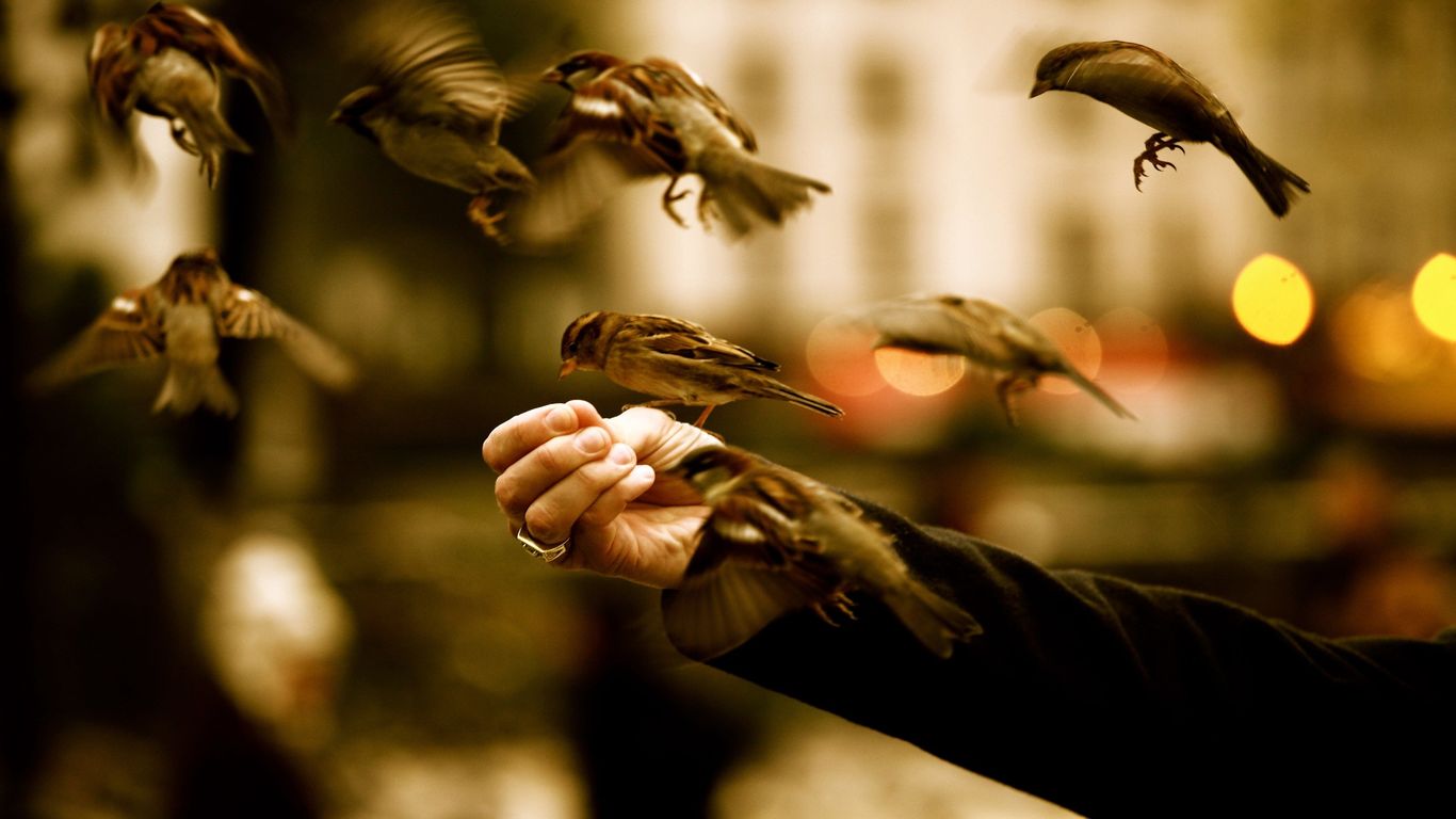 birds eat in the hand wallpaper download