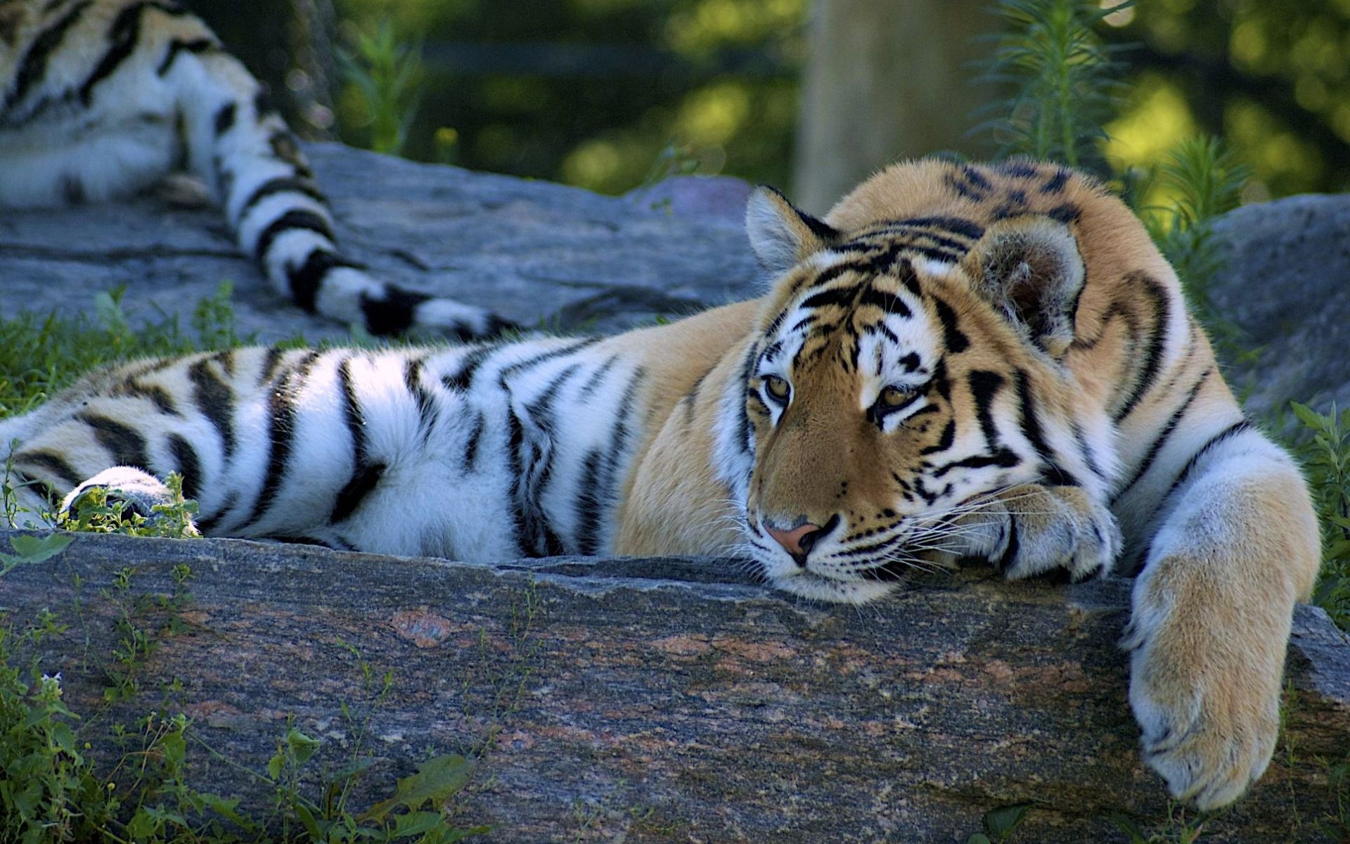 Lazy Tiger wallpaper download