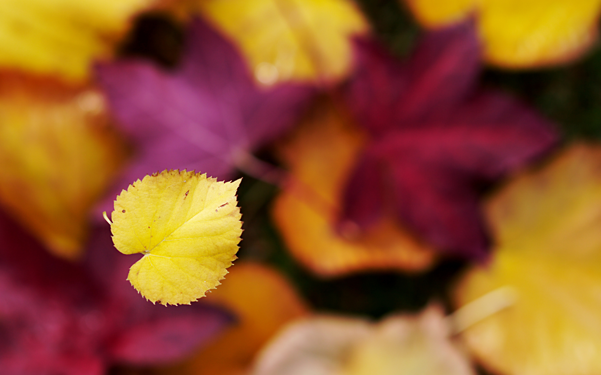 Autumn leaves wallpaper download