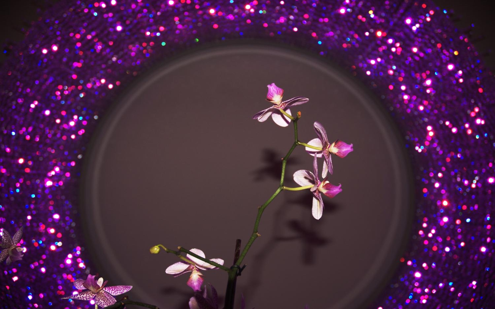 Orchid by Dermot Canniffe wallpaper download