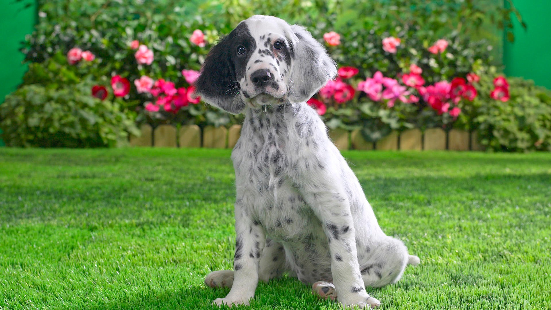 English Setter Puppy wallpaper download