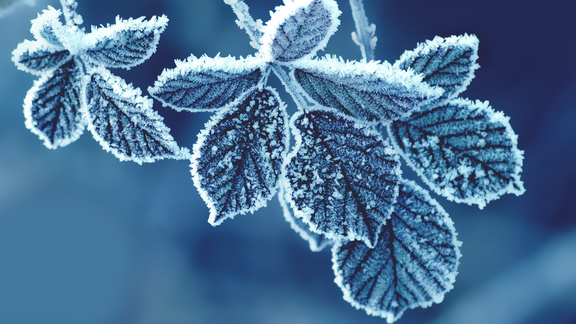 cold leaves wallpaper download