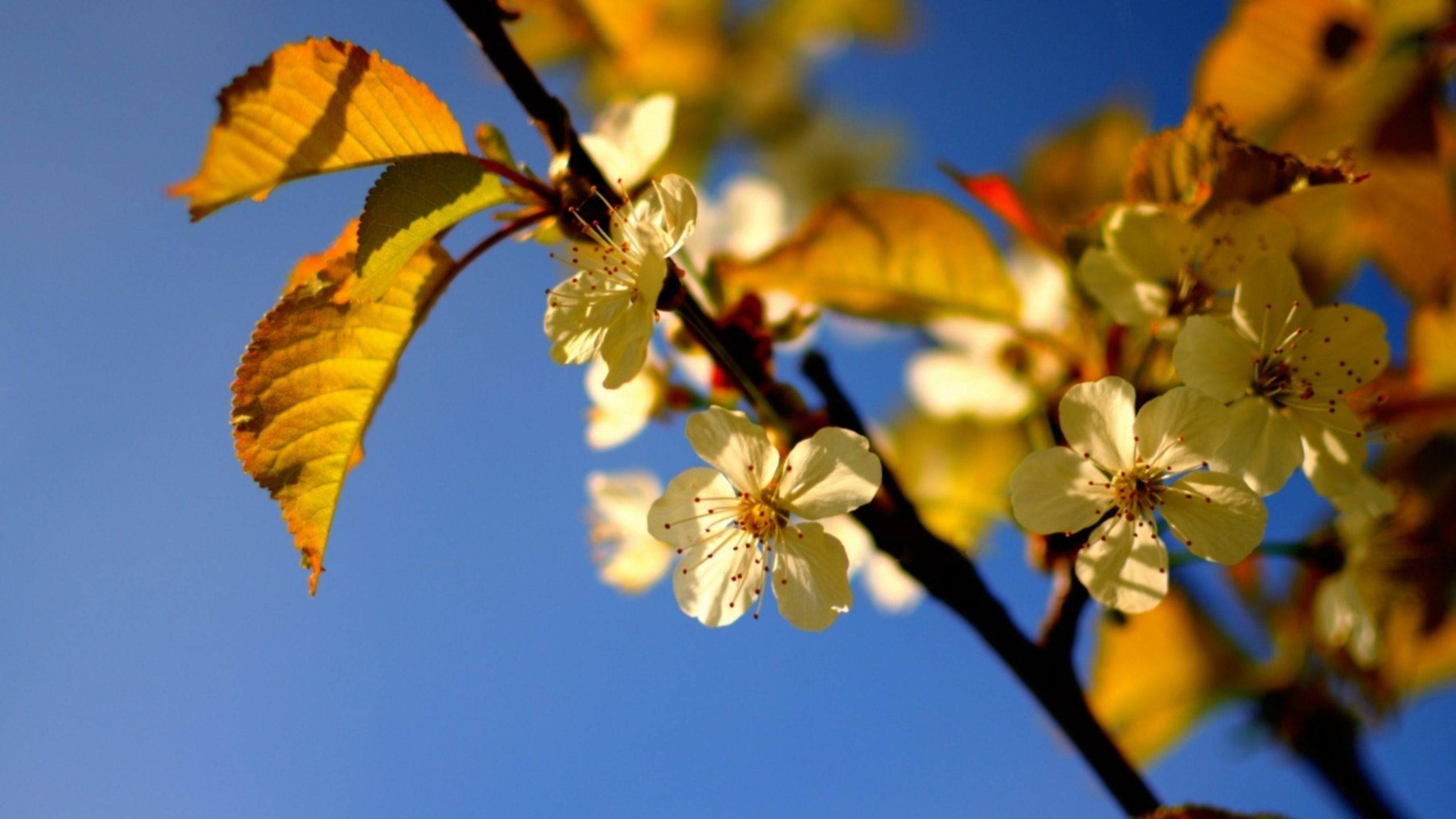 Spring flower grow wallpaper download