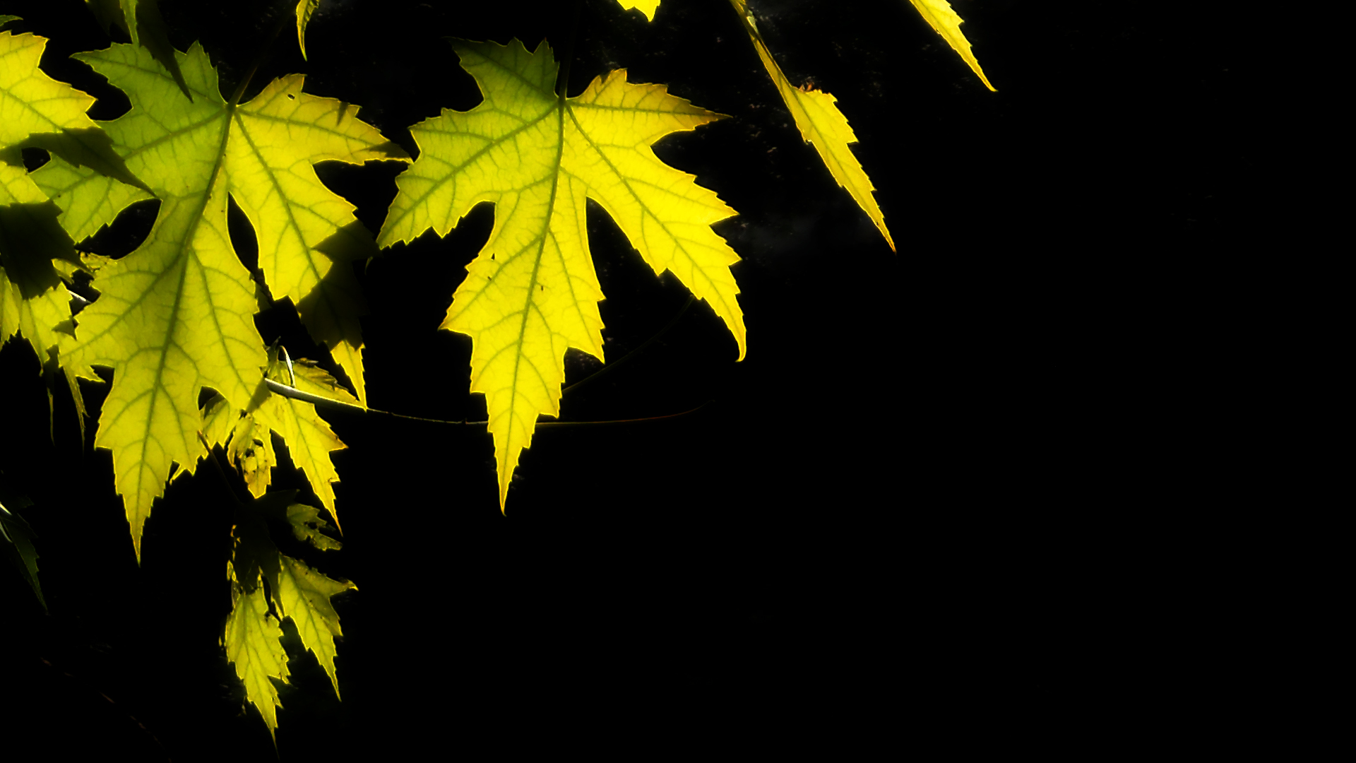 vine leaves wallpaper download