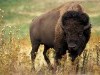 american bison wallpaper